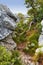 Closeup view of mountain terrain in nature. Rocky boulder slopes with tree roots and bushy plants in the outdoors