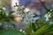 Closeup view of newly blooming Canada red cherry tree blossoms