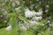 Closeup view of newly blooming Canada red cherry tree blossoms