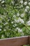 Closeup view of newly blooming Canada red cherry tree blossoms