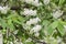 Closeup view of newly blooming Canada red cherry tree blossoms