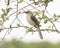 Closeup view of a Northern Mockingbird, Mimus polyglottos, perched in a small tree in Southlake, Texas.