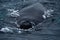 Closeup view of the nostrils of humpback whale in the ocean in Iceland