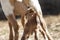 Closeup view of nursing baby goat.