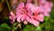 Closeup view ofpink colored cosmos flowers blooming