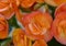 Closeup view orange begonia blooms in Tourrettes sur Loup, Provence, France