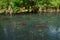 Closeup view of orange salmon swimming to spawning ground Alaska