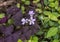 Closeup view of oxalis triangularis, commonly called false shamrock, in a garden in Dallas, Texas.