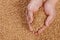 Closeup view of Pale Pilsener Malt Grains in hands. Ingredient f