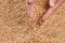 Closeup view of Pale Pilsener Malt Grains in hands. Ingredient f