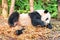 Closeup view of panda lying in pile of bamboo shoots