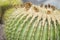 Closeup view of Parodia cactus