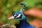 A closeup view of a Peacock head.