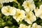 Closeup view of petunia flowers. Potted plant