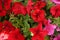Closeup view of petunia flowers. Potted plant