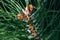 Closeup view of pine buds and a small cones among green needles. Macro of beautiful branches of an evergreen tree