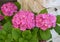 Closeup view of pink hydrangea blooms in a planter in Saint Paul de Vence, Provence, France