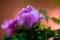 Closeup view of pink peony in blossom