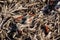 Closeup view of post harvest corn field showing cobs and broken stalks and husks