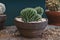 Closeup view of potted funny cacti. Home gardening concept