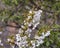 Closeup view of prunus avium in the Imlil Valley in the High Atlas Mountains of Morocco.