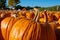 Closeup view of pumpkins at the pumpkin patch