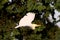 Closeup view of Pure White egret flying over field, Soaring and green plants background