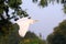 Closeup view of Pure White egret flying over field, Soaring and green plants background