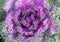 Closeup view Purple ornamental Kale in Dallas, Texas