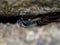 Closeup view of purple rock crab Leptograpsus variegatus animal hiding between two rocks at Whiritoa Beach New Zealand