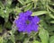 Closeup view of a purple Verbena bloom