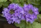 Closeup view, purple verbena, Philadelphia, Pennsylvania