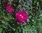 Closeup view of a purplish red China rose in the gardens of the Alhambra, Granada, Spain.