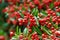 A closeup view of Pyracantha coccinea .ã€€ã€€ã€€Ohara Kyoto