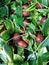 A closeup view of a quantity of jujubes fruits at a rional market stall