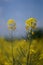 Closeup view of rapeseed field during summertime 1