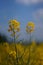 Closeup view of rapeseed field during summertime 2