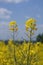 Closeup view of rapeseed field during summertime 3