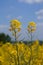 Closeup view of rapeseed field during summertime 4