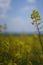 Closeup view of rapeseed field during summertime 5
