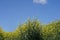 Closeup view of rapeseed field during summertime 7