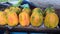 closeup view of raw fruit Papaya also known as Carica papaya