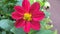 Closeup view of red aster flower and plant closeup view for multipurpose use