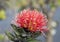 Closeup view of a red bloom of the ohia lehua tree in a light misting rain in a lava field in Hawaii.