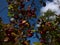 Closeup view of red colored berries of crataegus bush with green and yellow colored fading leaves in autumn.