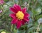 Closeup view of red dahlia bloom