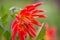 A closeup view of a red Dahlia pinnata garden flower