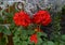 Closeup view of red geraniums and silver ragwort in Tourrettes sur Loup in Provence, France