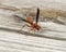 Closeup view red paper wasp on a dock on Grand Lake in the state of Oklahoma