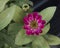 Closeup view red purple Zinnia profusion bloom